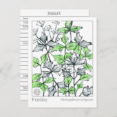 Materia Medica peterselie Spice Herbal Study Kaart (Voorkant / Achterkant)