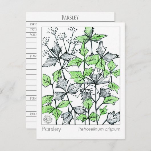 Materia Medica peterselie Spice Herbal Study Kaart (Voorkant / Achterkant)