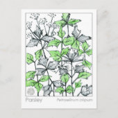 Materia Medica peterselie Spice Herbal Study Kaart (Voorkant)