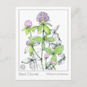Materia Medica Rode Klaver Plant Herbal Studie Kaa Briefkaart (Voorkant)