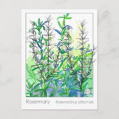 Materia Medica Rosemary Plant Herbal Studie Kaart (Voorkant)