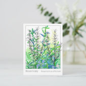 Materia Medica Rosemary Plant Herbal Studie Kaart (Staand voorkant)