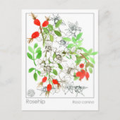 Materia Medica Rozenbottel Plant Herbal Studie Kaa Briefkaart (Voorkant)