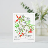 Materia Medica Rozenbottel Plant Herbal Studie Kaa Briefkaart (Staand voorkant)