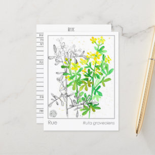 Materia Medica Rue Plant Herbal Studie Kaart