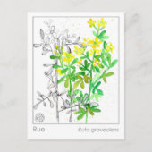 Materia Medica Rue Plant Herbal Studie Kaart (Voorkant)