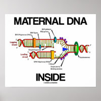 Maternaal DNA Inside Genes Humor DNA replicatie
