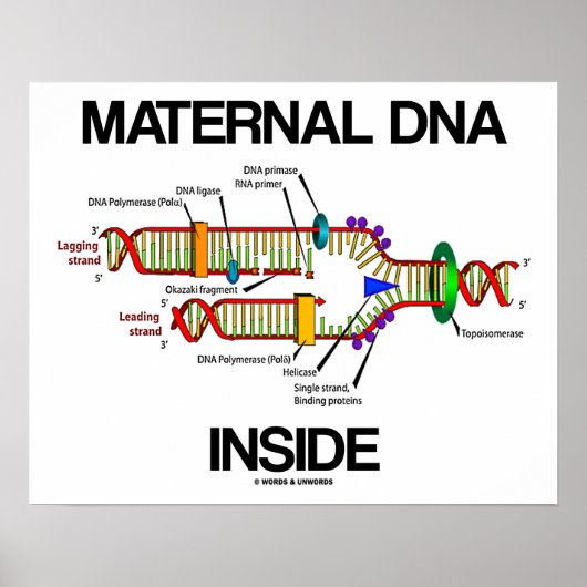 Maternaal DNA Inside Genes Humor DNA replicatie Poster (Voorkant)