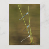 Mating Damselflies Briefkaart (Voorkant)