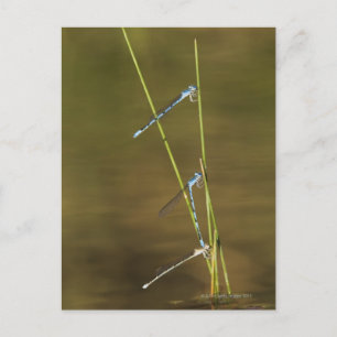 Mating Damselflies Briefkaart