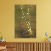 Mating Damselflies Canvas Afdruk (Insitu (Woonkamer))