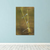 Mating Damselflies Canvas Afdruk (Insitu (Houten vloer))