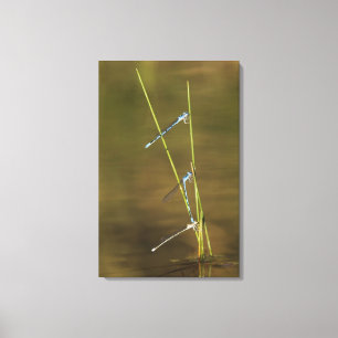 Mating Damselflies Canvas Afdruk