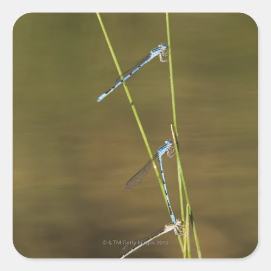 Mating Damselflies Vierkante Sticker (Voorkant)