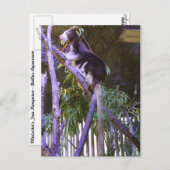 Matschie's Tree Kangaroo Briefkaart (Voorkant / Achterkant)