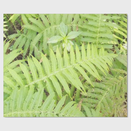 Matt Fern Wrapping Paper Cadeaupapier (Vlak)