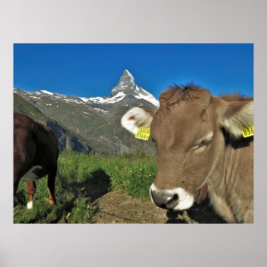 Matterhorn en Koe Poster (Voorkant)