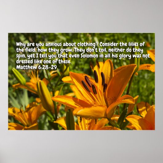 Matteüs 6:28-29 poster (Voorkant)