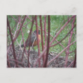 Matthew 6:19-20 Robin Briefkaart (Voorkant)