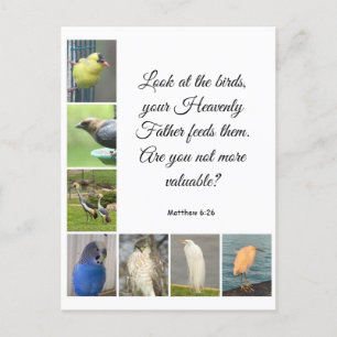 Matthew 6:26 Briefkaart