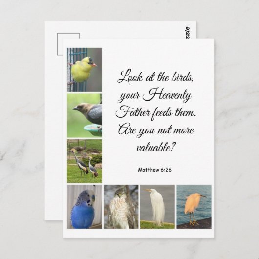 Matthew 6:26 Briefkaart (Voorkant / Achterkant)