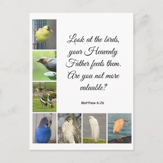 Matthew 6:26 Briefkaart (Voorkant)
