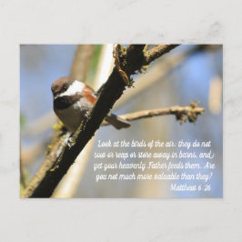 Matthew 6:26 de Manuscript van Vogels Briefkaart