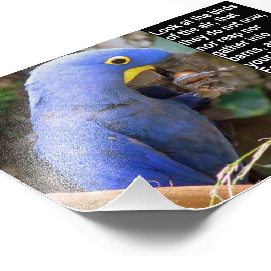 Matthew 6:26 met Blue Macaw Foto Afdruk (Hoek)
