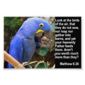 Matthew 6:26 met Blue Macaw Foto Afdruk (Voorkant)