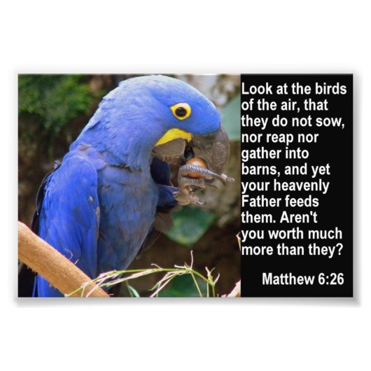 Matthew 6:26 met Blue Macaw Foto Afdruk (Voorkant)