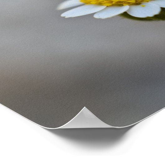 Matthew 6:27-29 Poster (Hoek)