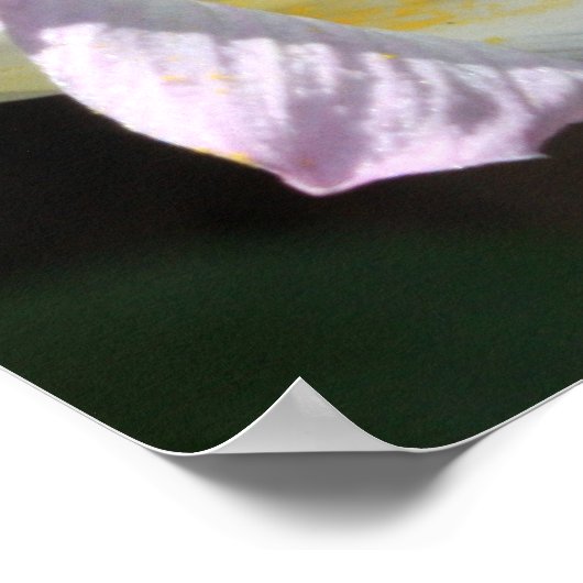 Matthew 6:28 & 29 het Poster van de Manuscript (Hoek)