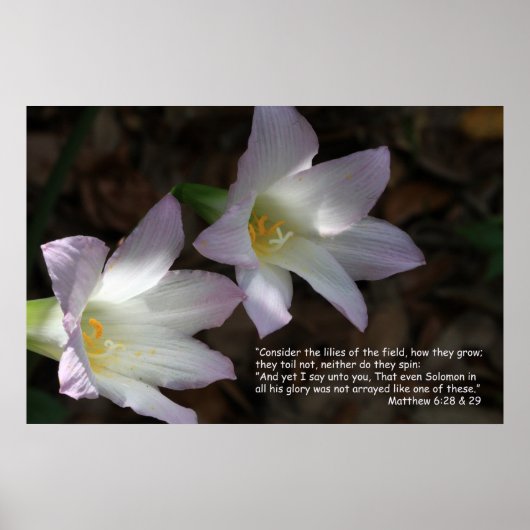 Matthew 6:28 & 29 het Poster van de Manuscript (Voorkant)