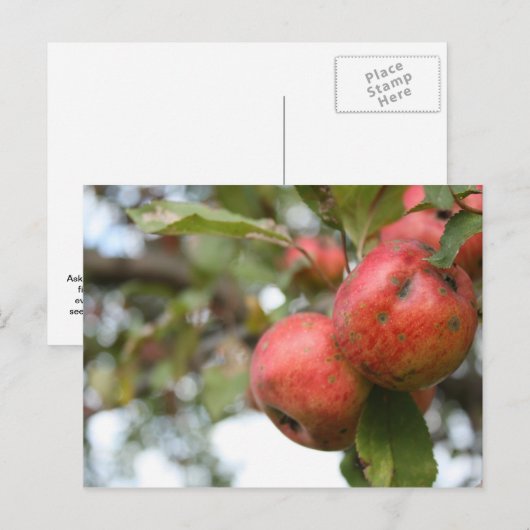 Matthew 7:7-8 Apple Briefkaart (Voorkant / Achterkant)