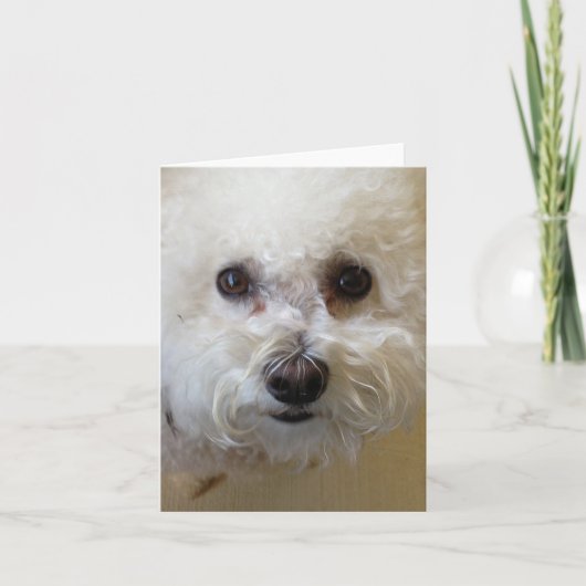 Mattie - Bichon Frise NoteCard Kaart (Voorkant)