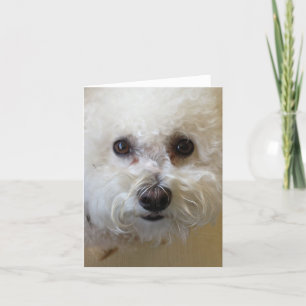 Mattie - Bichon Frise NoteCard Kaart