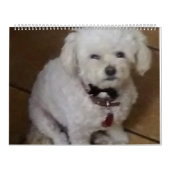 Mattie en vrienden kalender (Hoes)