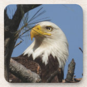 Mature Bald Eagle Bier Onderzetter (Voorkant)