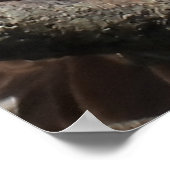 Mature Bald Eagle Close Up Head Poster (Hoek)