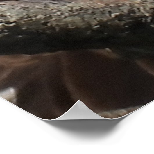 Mature Bald Eagle Close Up Head Poster (Hoek)