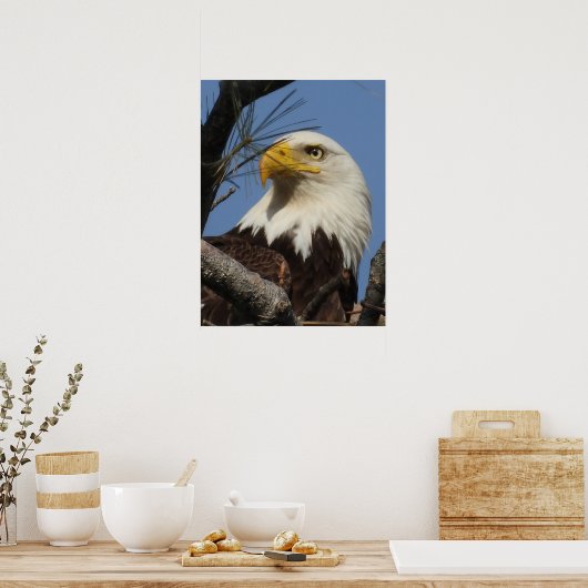 Mature Bald Eagle Close Up Head Poster (Keuken)