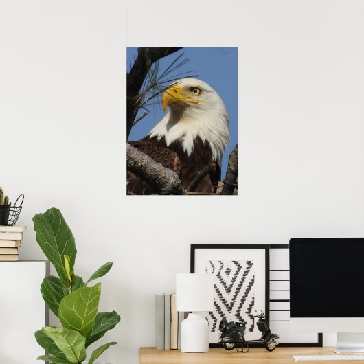 Mature Bald Eagle Close Up Head Poster (Thuiskantoor)