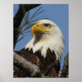 Mature Bald Eagle Close Up Head Poster (Voorkant)