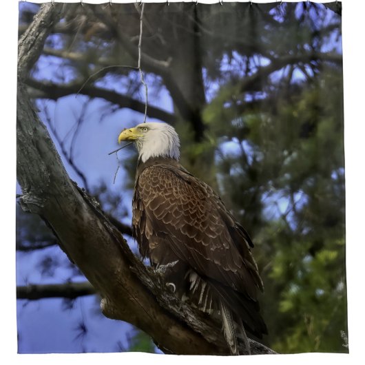 Mature Bald Eagle Douchegordijn (Voorkant)