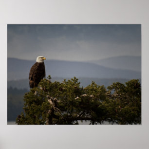 Mature Bald Eagle - Fine Art Print