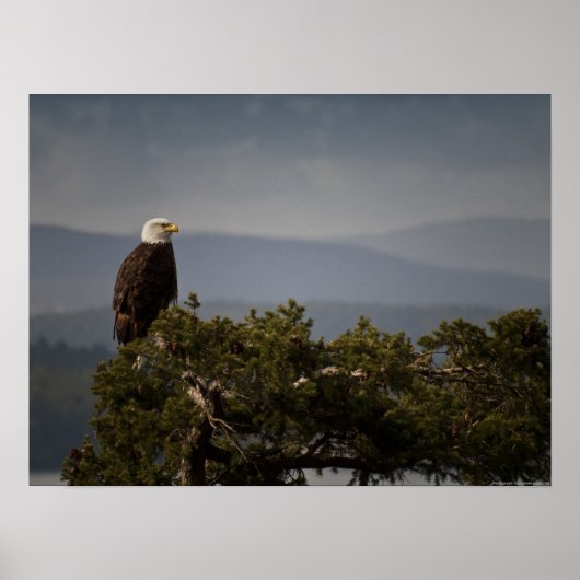 Mature Bald Eagle - Fine Art Print (Voorkant)