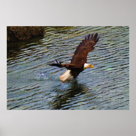 Mature Bald Eagle Hunting Wildlife Art Poster (Voorkant)