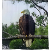 Mature Bald Eagle in Evergreen Tree Douchegordijn (Voorkant)
