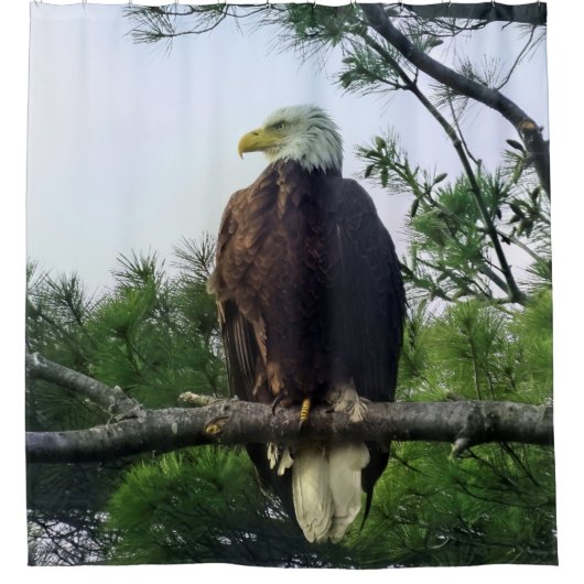 Mature Bald Eagle in Evergreen Tree Douchegordijn (Voorkant)