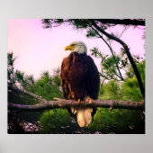 Mature Bald Eagle in Evergreen Tree Poster (Voorkant)